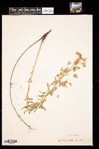 Euphorbia virgata image