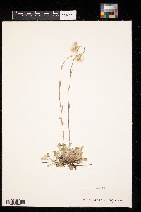 Antennaria neglecta image