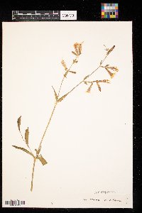 Silene noctiflora image