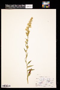 Solidago puberula image