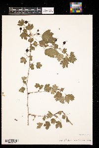 Ribes missouriense image