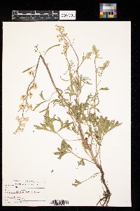 Delphinium carolinianum image