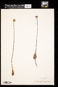 Thumbnail image of current specimen