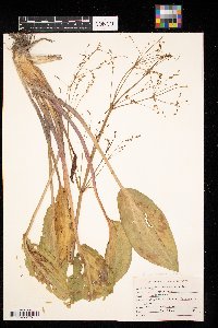 Alisma subcordatum image