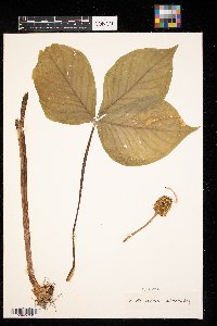 Arisaema triphyllum subsp. triphyllum image