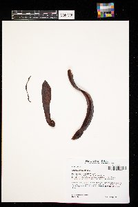 Gleditsia triacanthos image