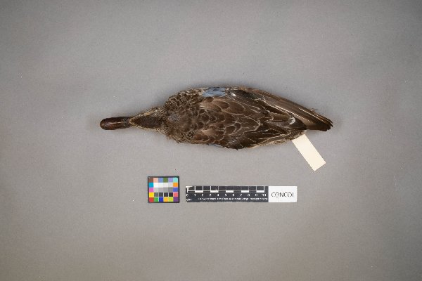 Spatula discors image