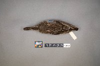 Media resource of Spatula discors