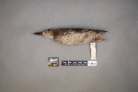 Spatula discors image