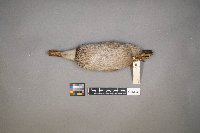 Spatula discors image