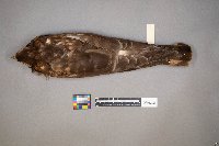 Accipiter cooperii image