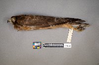 Accipiter cooperii image