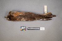 Accipiter cooperii image