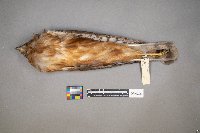 Accipiter cooperii image