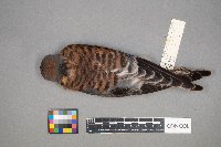 Falco sparverius image