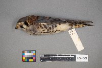 Falco sparverius image