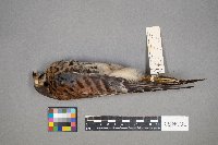 Falco sparverius image