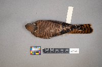 Falco sparverius image