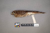 Falco sparverius image