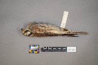 Falco sparverius image