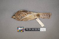 Falco sparverius image