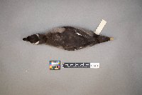 Oxyura jamaicensis image