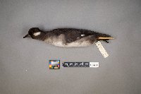 Oxyura jamaicensis image