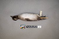 Oxyura jamaicensis image