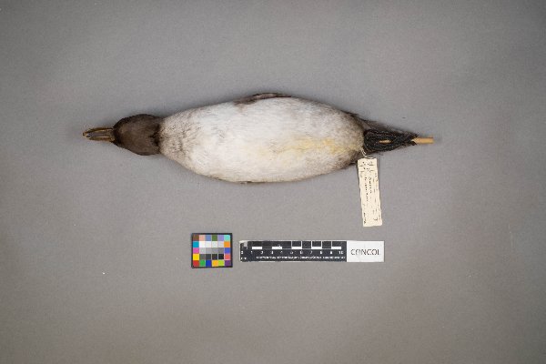 Oxyura jamaicensis image