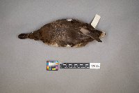 Aythya affinis image