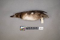 Aythya affinis image