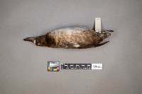 Aythya affinis image