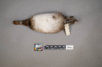 Aythya affinis image