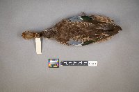 Media resource of Anas clypeata