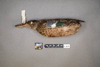 Spatula clypeata image