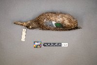 Spatula clypeata image