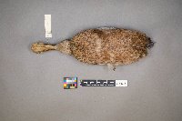 Spatula clypeata image