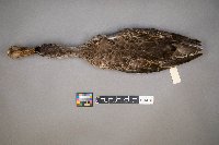 Spatula clypeata image