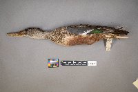 Spatula clypeata image