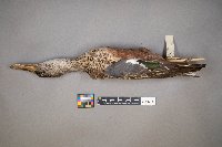 Spatula clypeata image