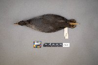 Fulica americana image