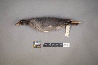 Fulica americana image
