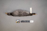 Fulica americana image