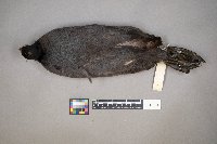 Fulica americana image