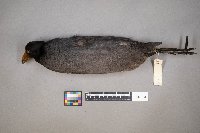 Fulica americana image