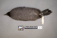 Fulica americana image