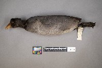 Fulica americana image