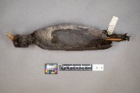 Fulica americana image