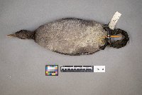 Fulica americana image