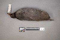 Fulica americana image